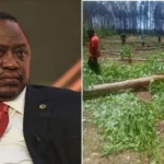 Northlands Farm: Intrigues Behind Invasion of Kenyatta Family’s Farm Revealed