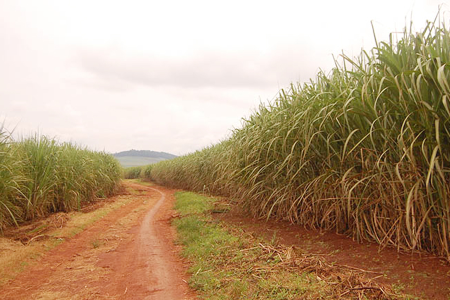 Sweet but Bitter: Sugarcane Growing’s Impact on Education in Busoga